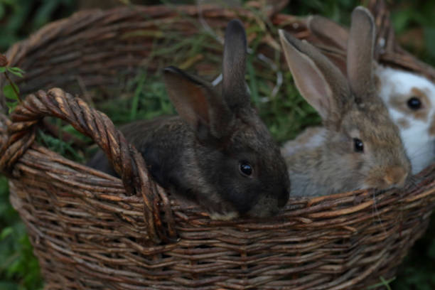istock Three little rabbits of different colors sit side by side in a wicker basket. 1175074848