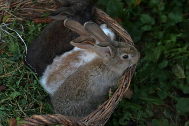 istock Three little rabbits of different colors sit side by side in a wicker basket. 1175074860