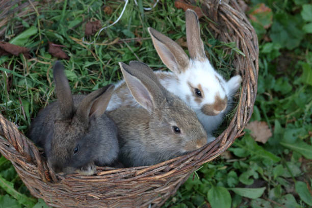 istock Three little rabbits of different colors sit side by side in a wicker basket. 1175074873