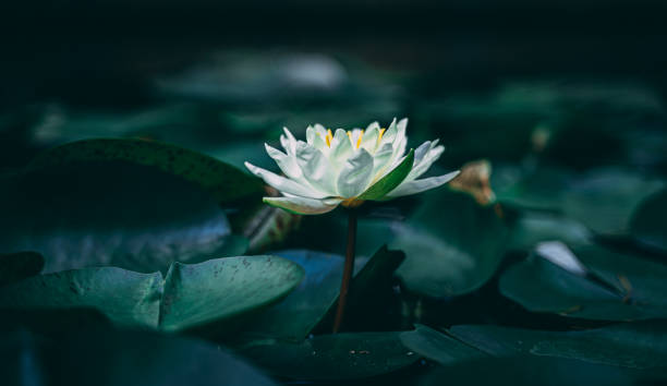 istock Water lily on bed on lily pads 1175075576