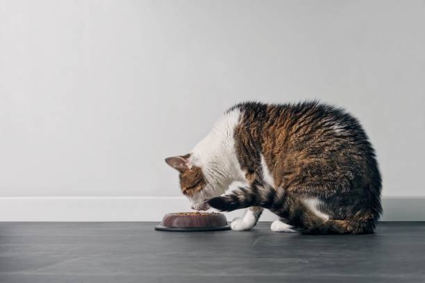 ボウルから食べるタビー猫。コピースペースを持つプロファイル ビュー。 - pet food animals feeding cat food cat bowl ストックフォトと画像