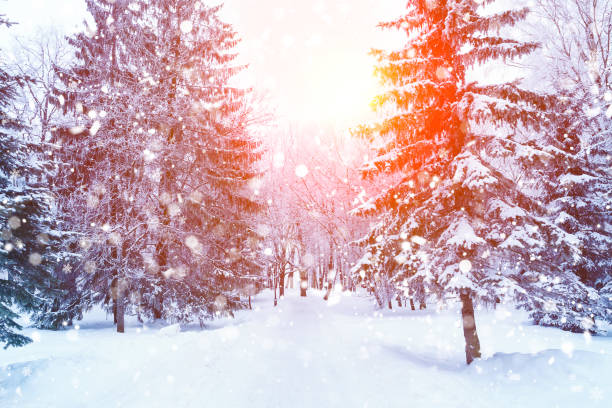 fir branches covered with snow. - landscape fir tree nature sunrise imagens e fotografias de stock