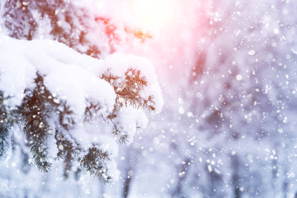 istock Winter fir tree Christmas scene with sunlight. 1175076758