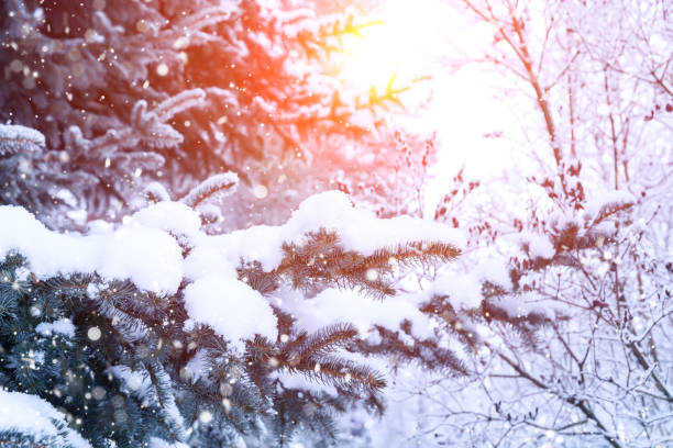 istock Winter fir tree Christmas scene with sunlight. 1175076764