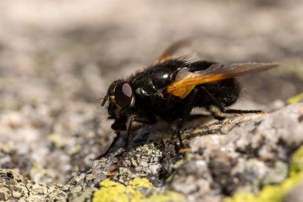 istock Macro of the noon fly (Mesembrina meridiana) sitting on a rock 1175077262