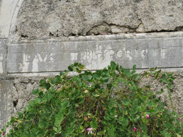 istock plants grow out of a stone wall 1175077295