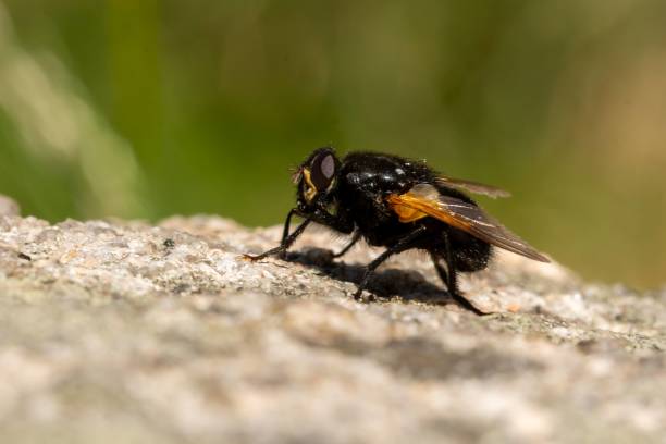 istock Macro of the noon fly (Mesembrina meridiana) sitting on a rock 1175077343