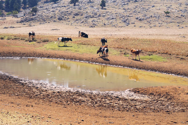istock Large group of mixed breed feeder cattle at a watering pond 1175078311