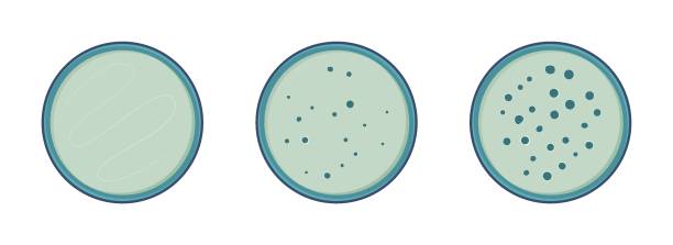 вектор роста бактерий - petri dish cell bacterium biology stock illustrations