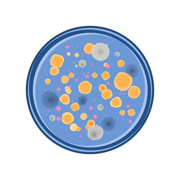 Bacterium growth vector Colony of bacteria and fungus growth in petry dish, vector flat style soil microbiology and laboratory stock illustrations