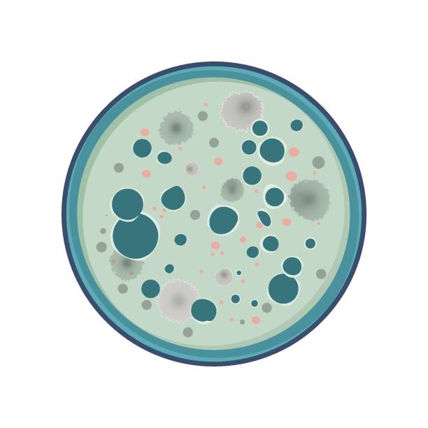 ilustraciones, imágenes clip art, dibujos animados e iconos de stock de vector de crecimiento de la bacteria - petri dish bacterium virus laboratory