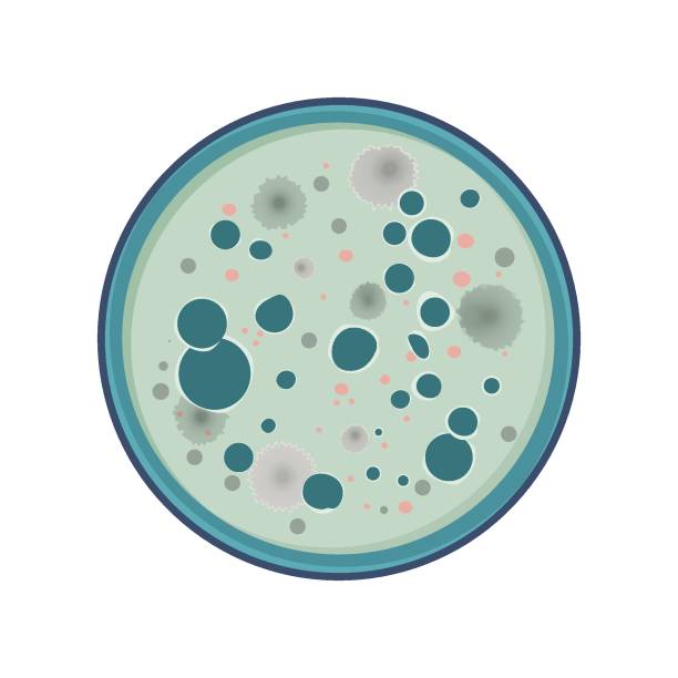 wektor wzrostu bakterii - bacterium microbiology petri dish biological culture stock illustrations