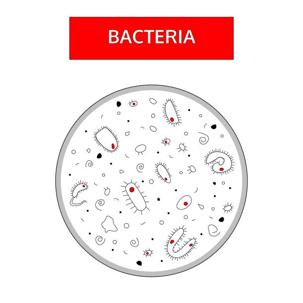 ilustrações, clipart, desenhos animados e ícones de bactérias preto e branco com um núcleo vermelho em um fundo branco um microscópio. estilo desenhado mão do doodle. - agar jelly illustrations