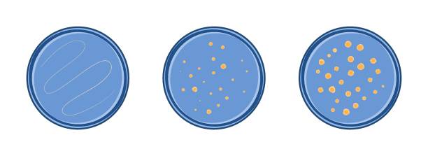 ilustraciones, imágenes clip art, dibujos animados e iconos de stock de vector de crecimiento de la bacteria - petri dish bacterium virus laboratory