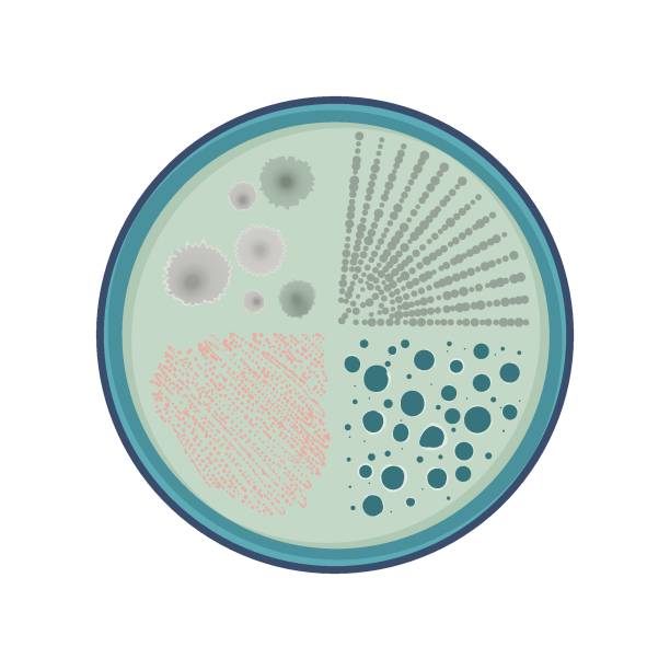 ilustraciones, imágenes clip art, dibujos animados e iconos de stock de vector de crecimiento de la bacteria - petri dish bacterium virus laboratory