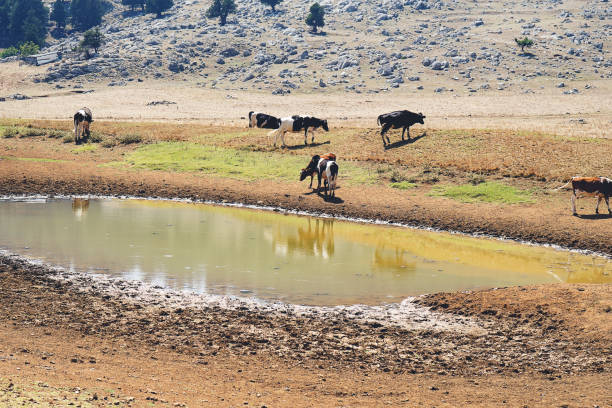 istock Large group of mixed breed feeder cattle at a watering pond 1175078702