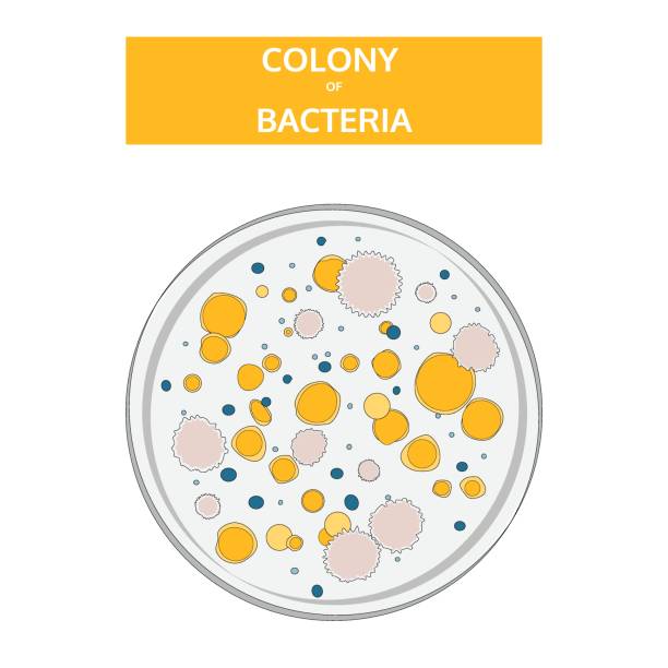 ilustrações, clipart, desenhos animados e ícones de colônias coloridas das bactérias em um prato de petri de vidro. doodle, estilo desenhado mão. - agar jelly illustrations