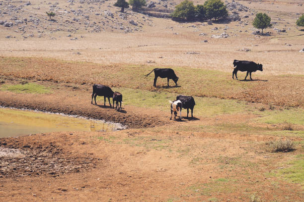 istock Large group of mixed breed feeder cattle at a watering pond 1175078764