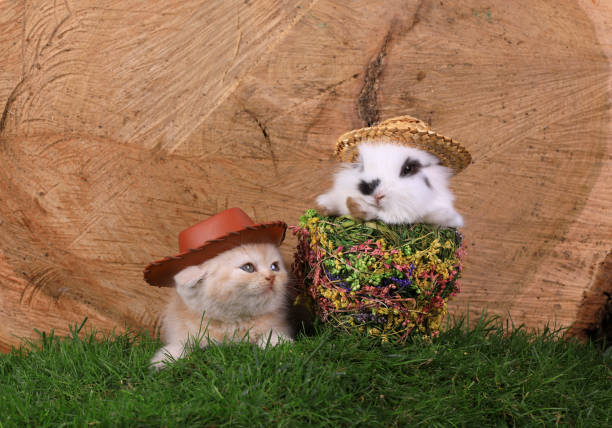 istock kitten and little rabbit on the grass 1175078792