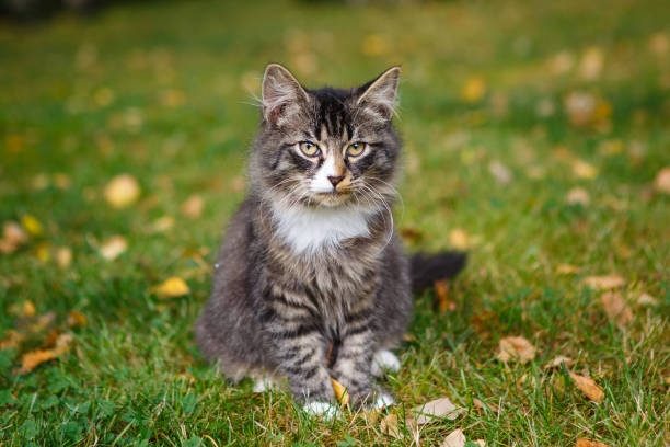 istock Beautiful tricolor kitten 1175080234