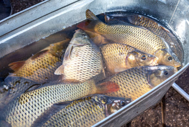 istock Freshly caught raw river fish carp 1175081116