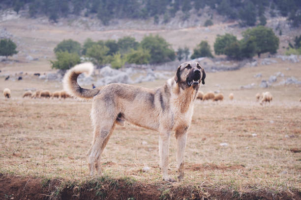 chien de berger anatolien kangal posant sur le fond naturel vert - sheepdog photos et images de collection