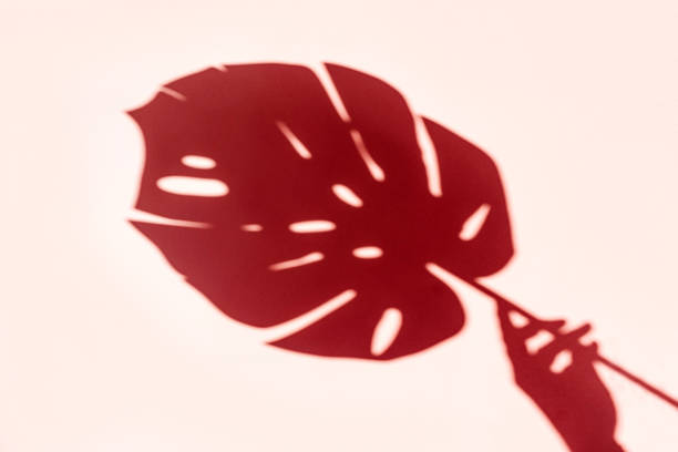 istock Top view on shadow cast by a female hand with monstera leaf on pink background. 1175081191