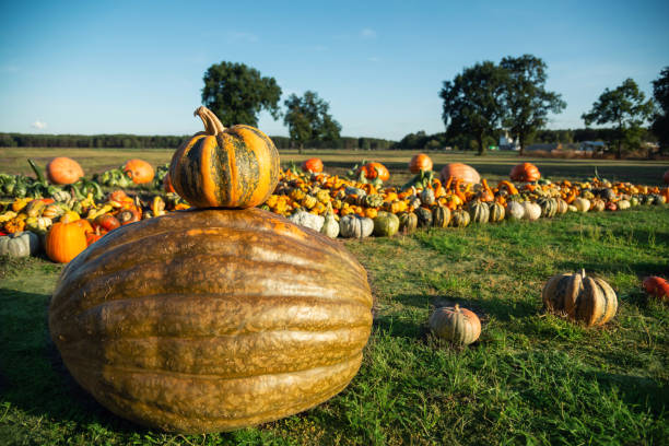 istock Harvested pumpkins on a farm 1175081576