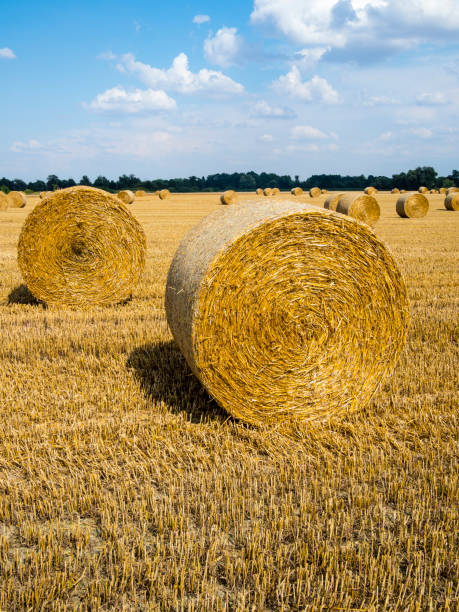Round bales of hay in the field in harvest season