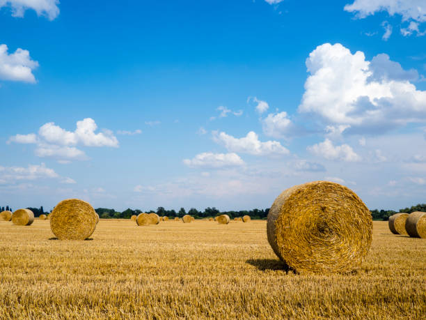 Round bales of hay in the field in harvest season