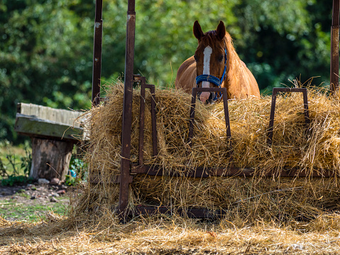 A horse eating hay