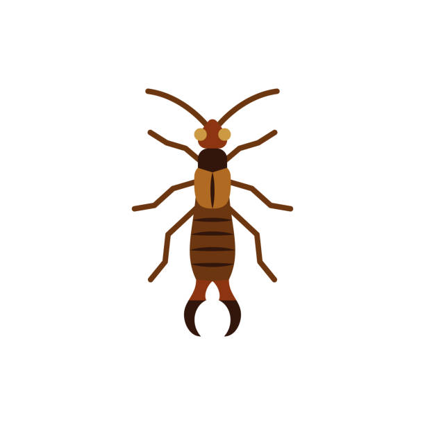 Earwig insect dermaptera single flat vector icon vector art illustration