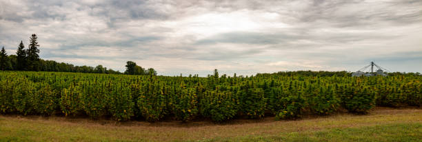 Industrial hemp field in Canada. Marijuana was recently legalized in Canada stock photo
