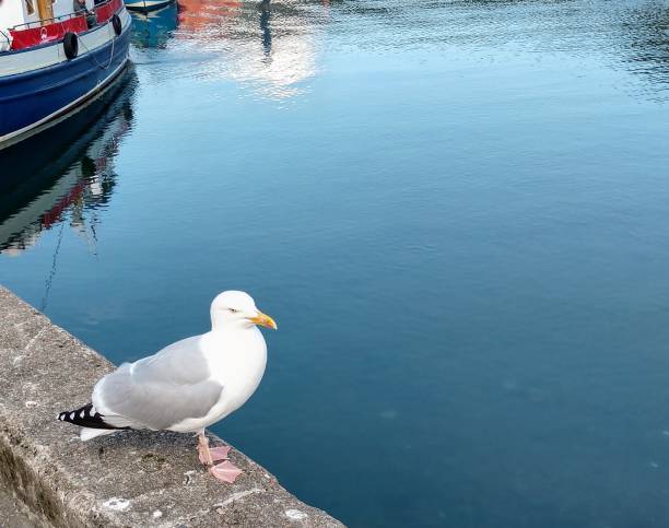 istock Bay in Scotland 1175082814