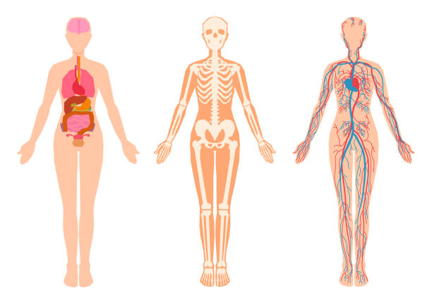 illustrazioni stock, clip art, cartoni animati e icone di tendenza di organi interni del corpo umano, scheletro, ossa scheletriche, sistema cardiovascolare circolatorio. - modello anatomico