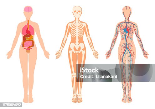 507 Cartoon Of The Inside Human Body Diagram Illustrations & Clip Art - iStock 507 Cartoon Of The Inside Human Body Diagram Illustrations & Clip Art - iStock