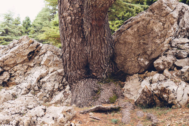 alberi verdi sani in una foresta di abeti rossi, abeti e pini sani sulle rocce e sulle pietre - stream day eastern usa falling water foto e immagini stock