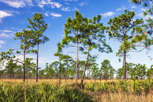 Tens of thousands of acres of Florida Scrub Lands are preserved and protected by both private conservancies, and public county and state entities to ensure residents and eco-tourists can enjoy this wilderness in perpetuity