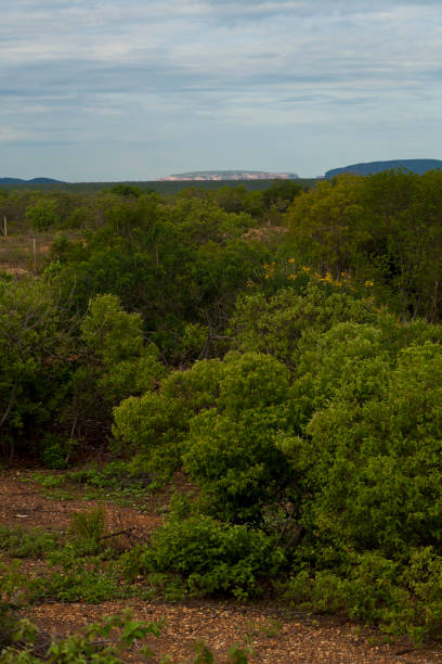 istock Caatinga vegetation and Serra da Capivara 1175084647