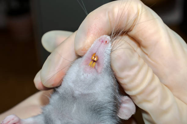 rato do animal de estimação - fun mouse animal looking - fotografias e filmes do acervo