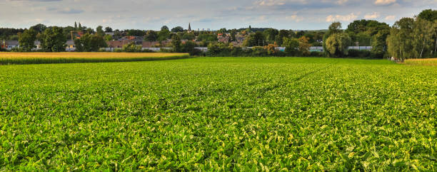 istock countryscape field and town panorama 1175088234
