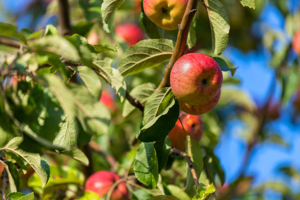 istock ecological apple tree backgroudn in the summer 1175088278