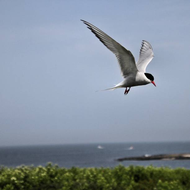 istock A view of an Arctic Tern on Farne Islands 1175089345