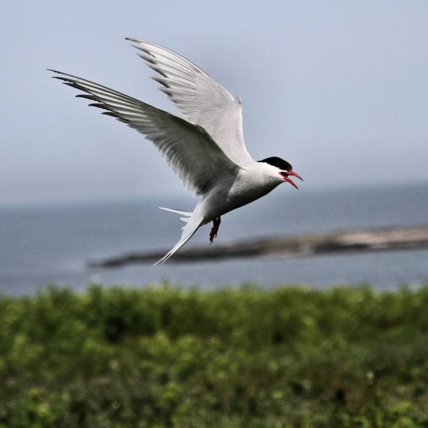 istock A view of an Arctic Tern on Farne Islands 1175089349