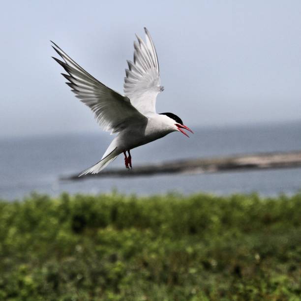 istock A view of an Arctic Tern on Farne Islands 1175089364