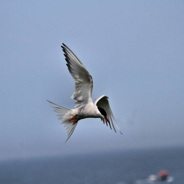 istock A view of an Arctic Tern on Farne Islands 1175089365