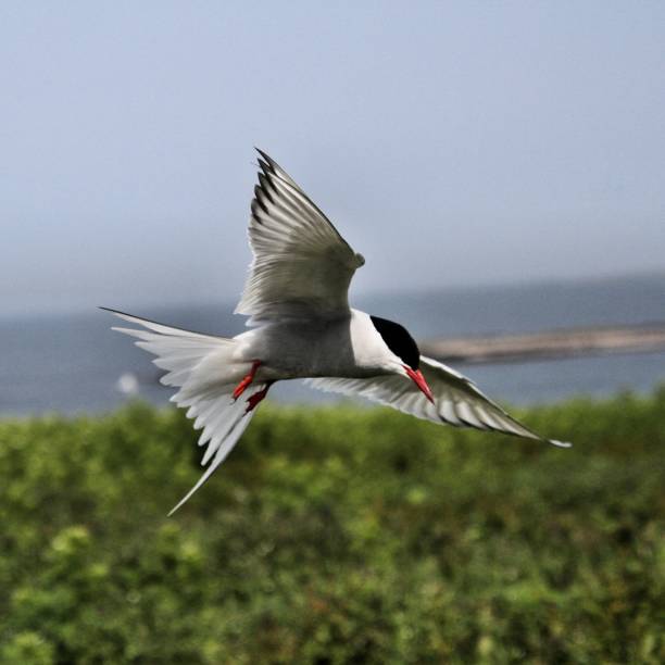 istock A view of an Arctic Tern on Farne Islands 1175089903