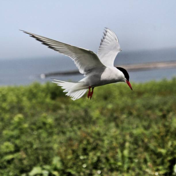 istock A view of an Arctic Tern on Farne Islands 1175089910