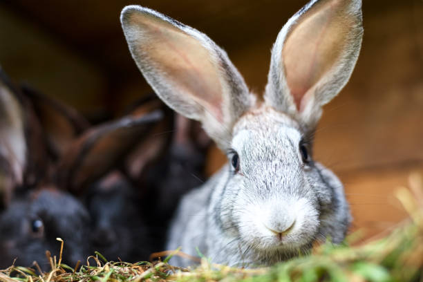 istock Cute gray and brown rabbit in a cage, close up 1175090507