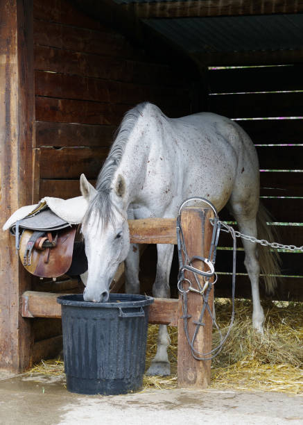 A brown horse in his box